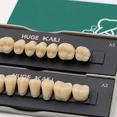 Dentadura dental dental de resina sintÃ©tica dental, dentadura completa para clÃ­nica dental, centro de cuidado de prÃ³tesis y dientes de horror de Halloween (S2-L2-30, A2)